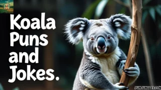 501+ Koala Puns and Jokes 2025